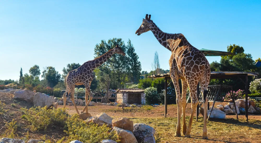 Half Day Tour Activities for Children